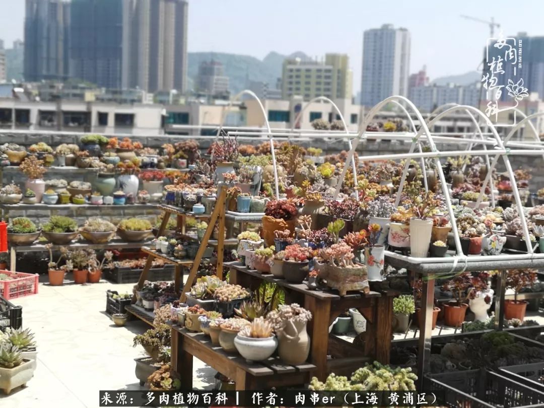 怎么用原相机拍多肉更好看,多肉怎么拍摄好看