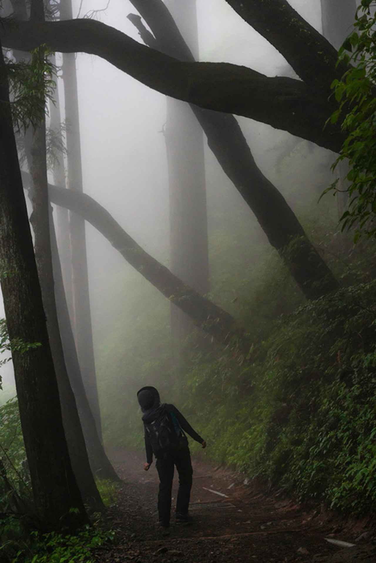苔藓生活在阴暗潮湿的环境中,苔藓岁月
