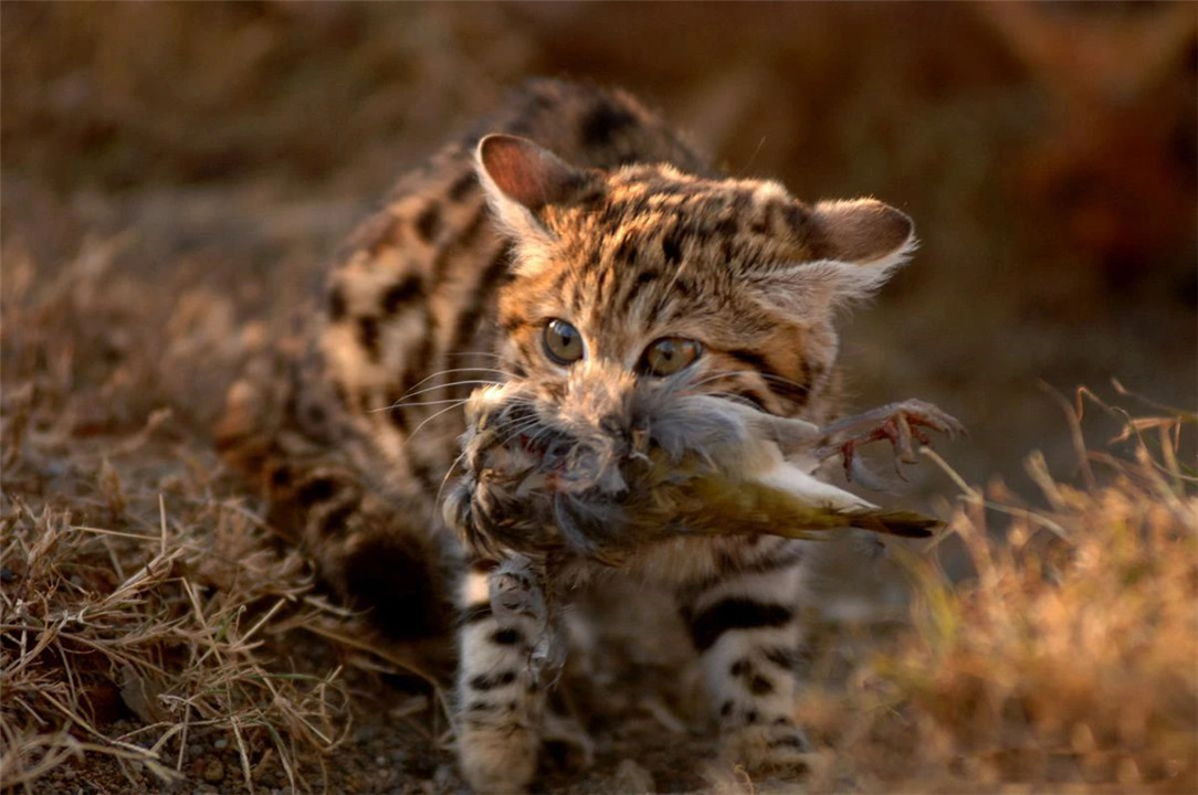 非洲最小的猫,猫科捕猎效率最高的“杀戮机器”,被全世界禁养