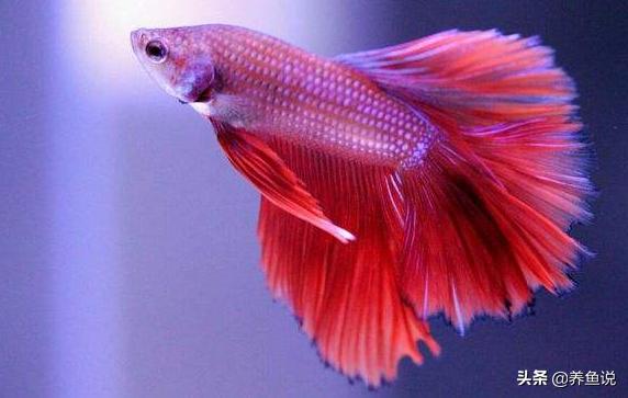斗鱼怎么样才算是养好了,斗鱼如何养到最佳状态