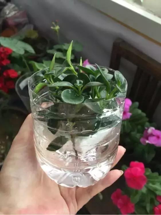 这6种花给点水就爆盆懒人必备,插枝最好养的四种花