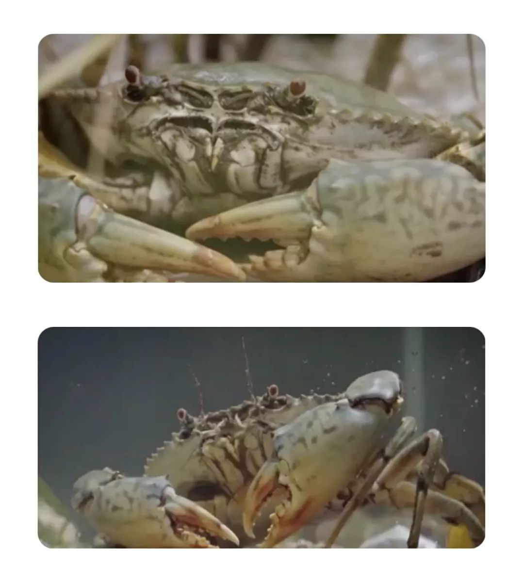 聊聊你不知道的手表秘密,青蟹小知识