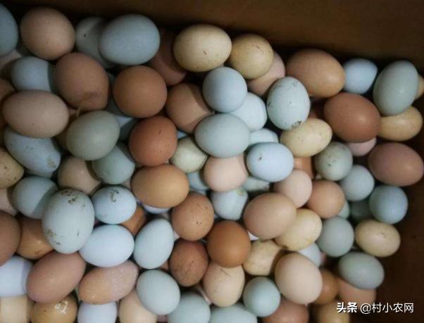 农村养什么发财致富的好项目,农村养什么投资小又挣钱