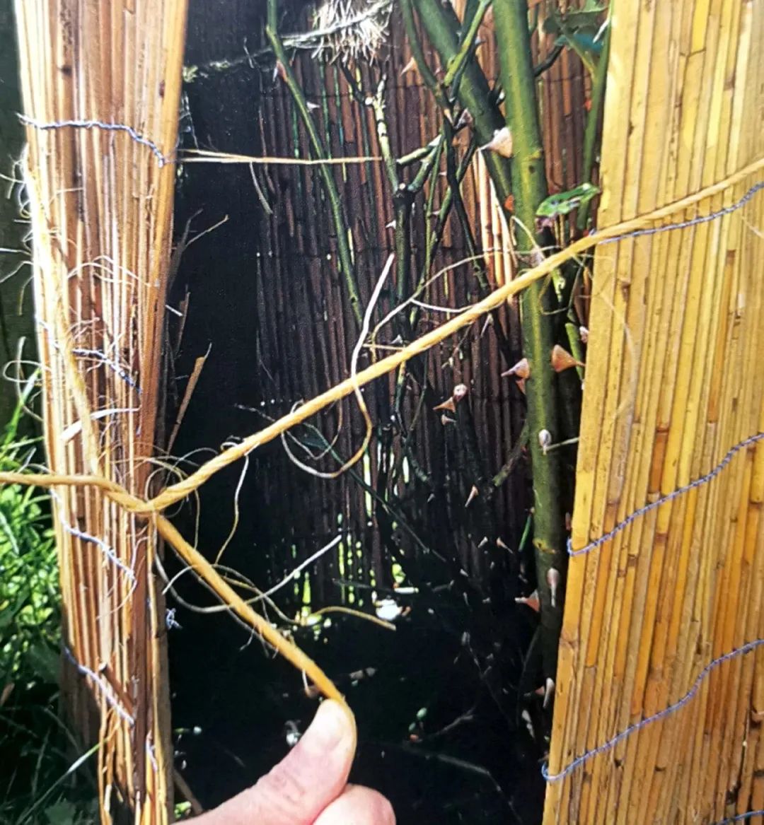 你还知道哪些植物过冬的方法,做好充足准备的好处