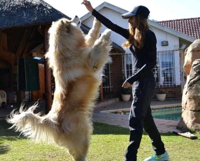 小狗喜欢趴在自己身上睡觉,小狗喜欢趴在主人脑袋上