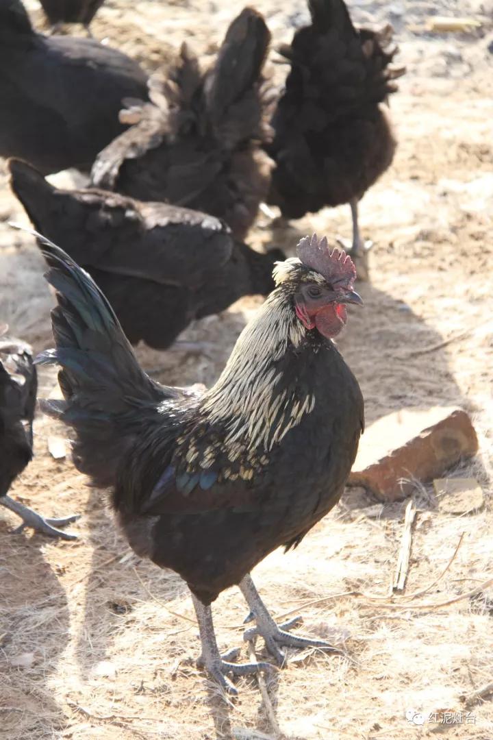 东达山杀猪烩菜几号开始,内蒙杀猪烩菜配什么凉菜