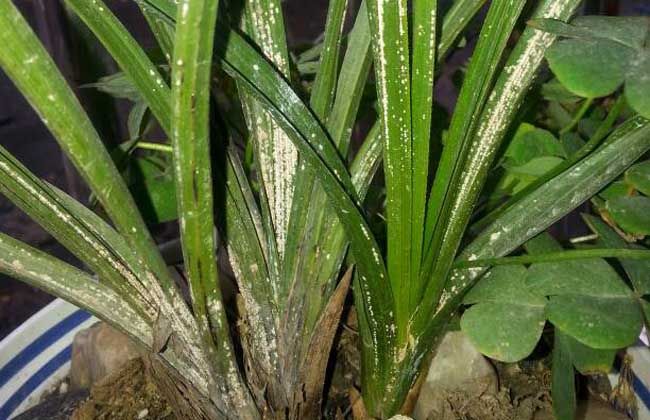 给我们科普一下兰花怎么养,200种兰花家庭莳养方法