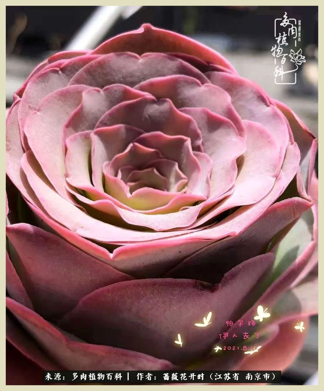 又见颜的妩媚，色的诱惑！这些山地玫瑰礼盒惊艳了眼眸