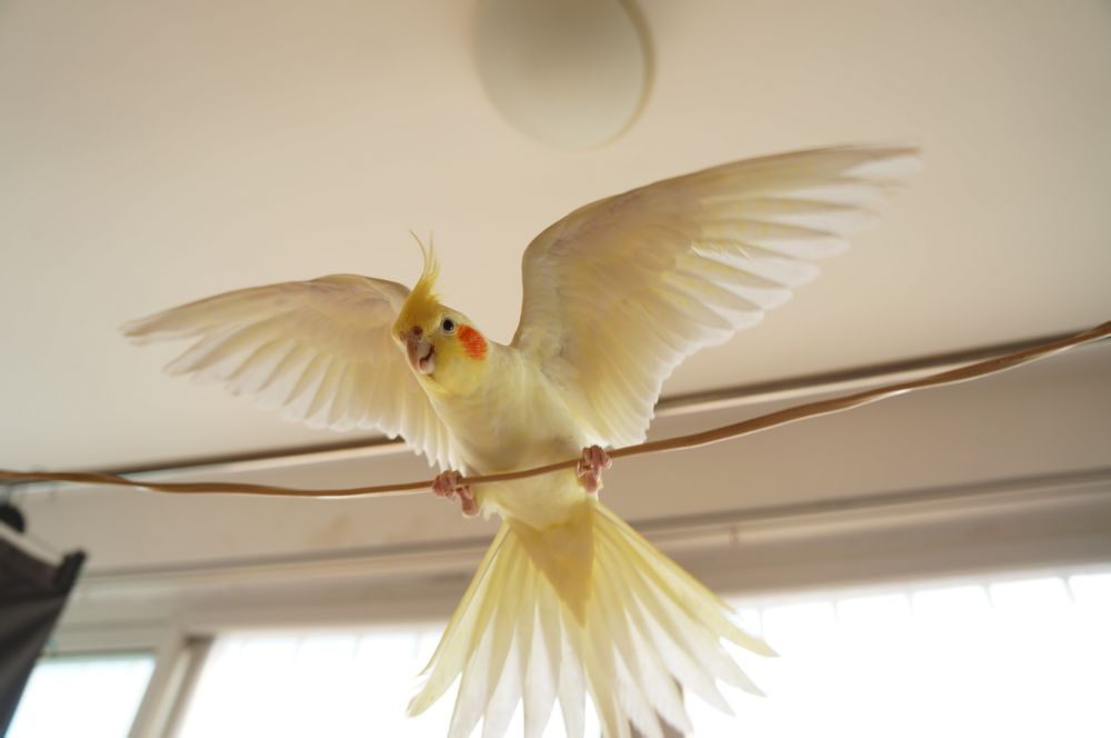 难怪能够“通杀”养宠物的朋友们，这鹦鹉也太漂亮了