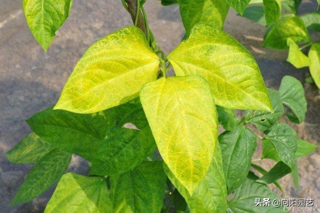 花卉处理,花卉后期的处理方法