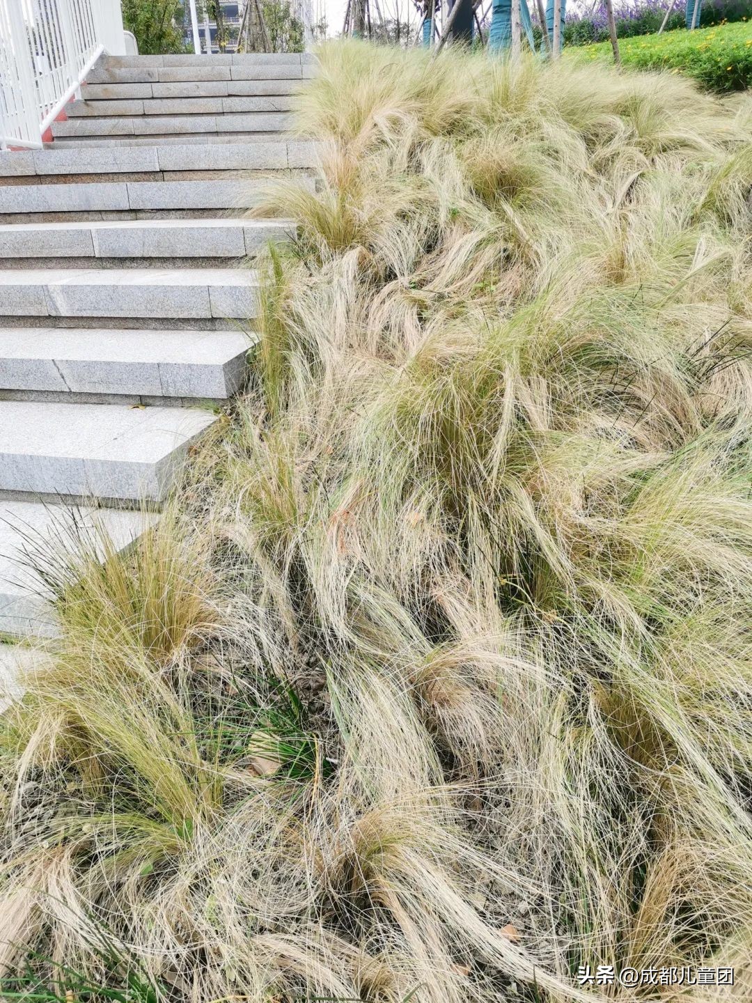 无滤镜公园随拍,无需加滤镜的公园