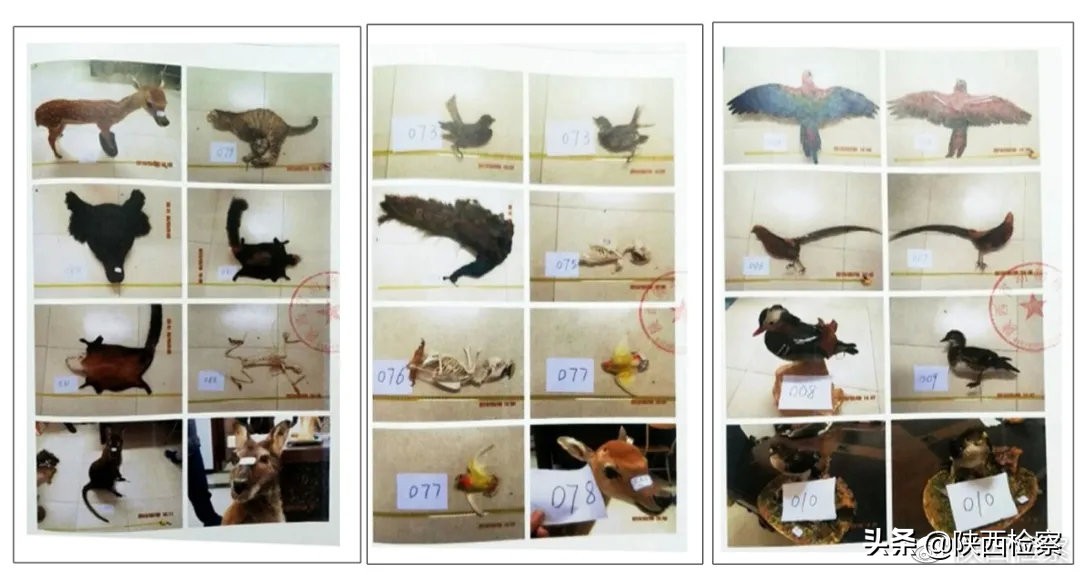 野生动物保护公益诉讼检察建议,多部门推动野生动物公益司法保护