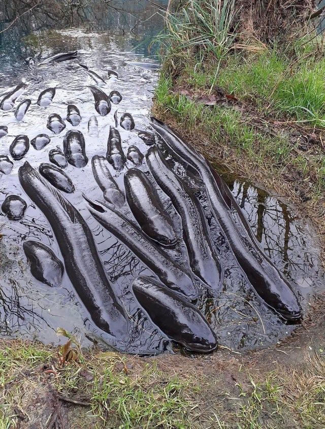 广岛核爆幸存者照片,广岛原子弹爆炸时的真实影像