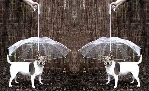 爱宠过冬知识大全,爱宠温暖过冬