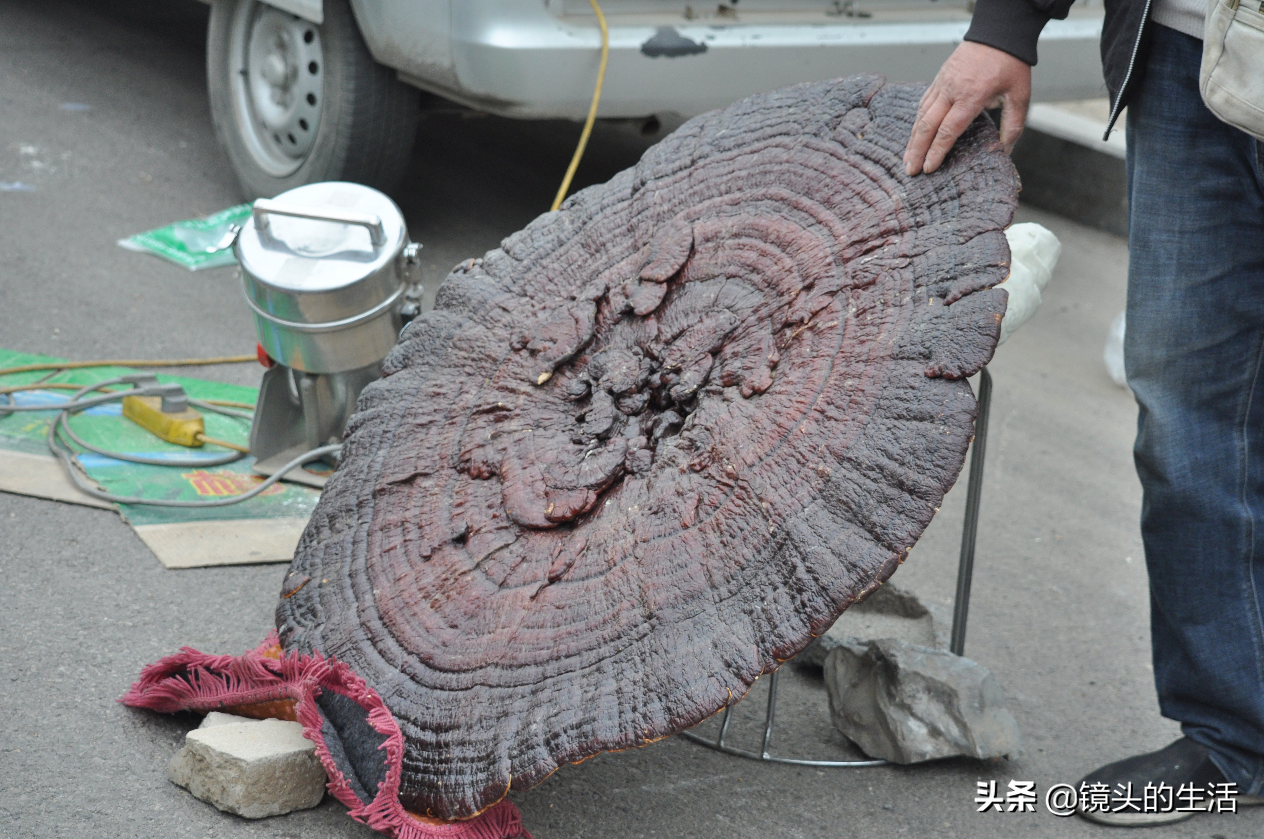 澶у彅鎺忓嚭6鍧楀崠鑽潗鐨勯挶,鍐滄潙灏忎紮鎵惧埌鐝嶈吹鑽潗浠锋牸涓嶈彶