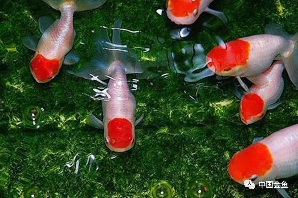 金鱼失鳔沉底怎么办,金鱼为什么养着养着就失鳔了