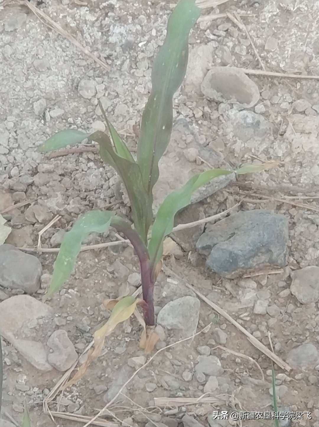 滴灌玉米缺磷的表现,如何科学高效施用磷肥