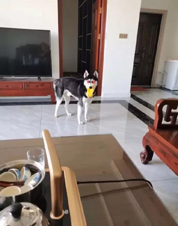 遇到蟑螂该怎么处理快速解决,捉到一只蟑螂怎么办