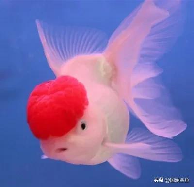 家庭养鱼小技巧和方法,观赏养鱼的方法和技巧