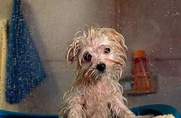 狗狗害怕洗澡怎么训练,狗狗害怕洗澡怎么训练它听话