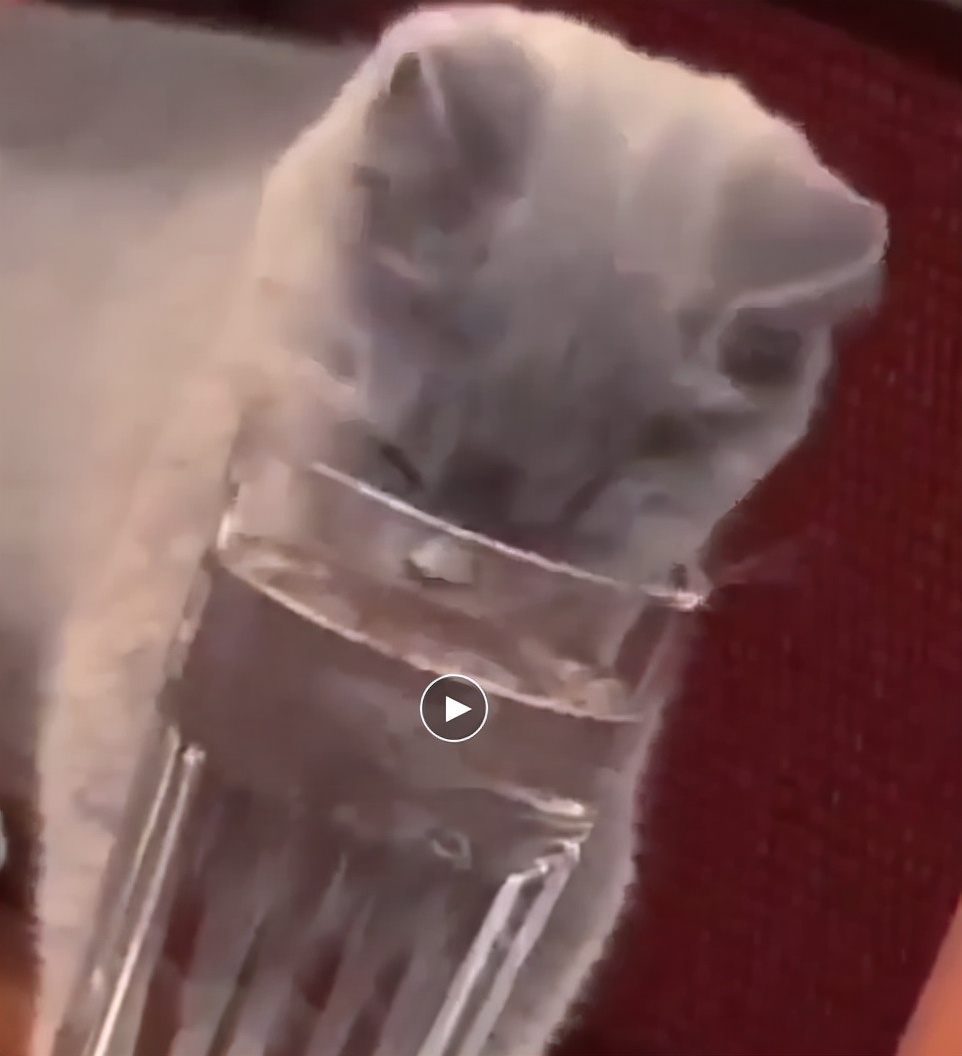 猫咪胡须弯了是病么,猫咪疲劳的表现