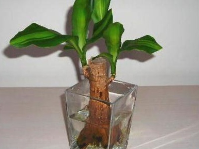 巴西木怎么养殖才能快速结花,巴西木怎么养殖