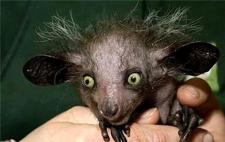 世界上最有趣的十种动物,世界上有趣的动物有哪一些