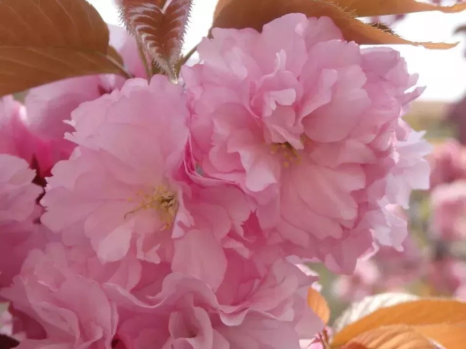 看到花的时候,不知是什么花?那就收下这份百花图谱