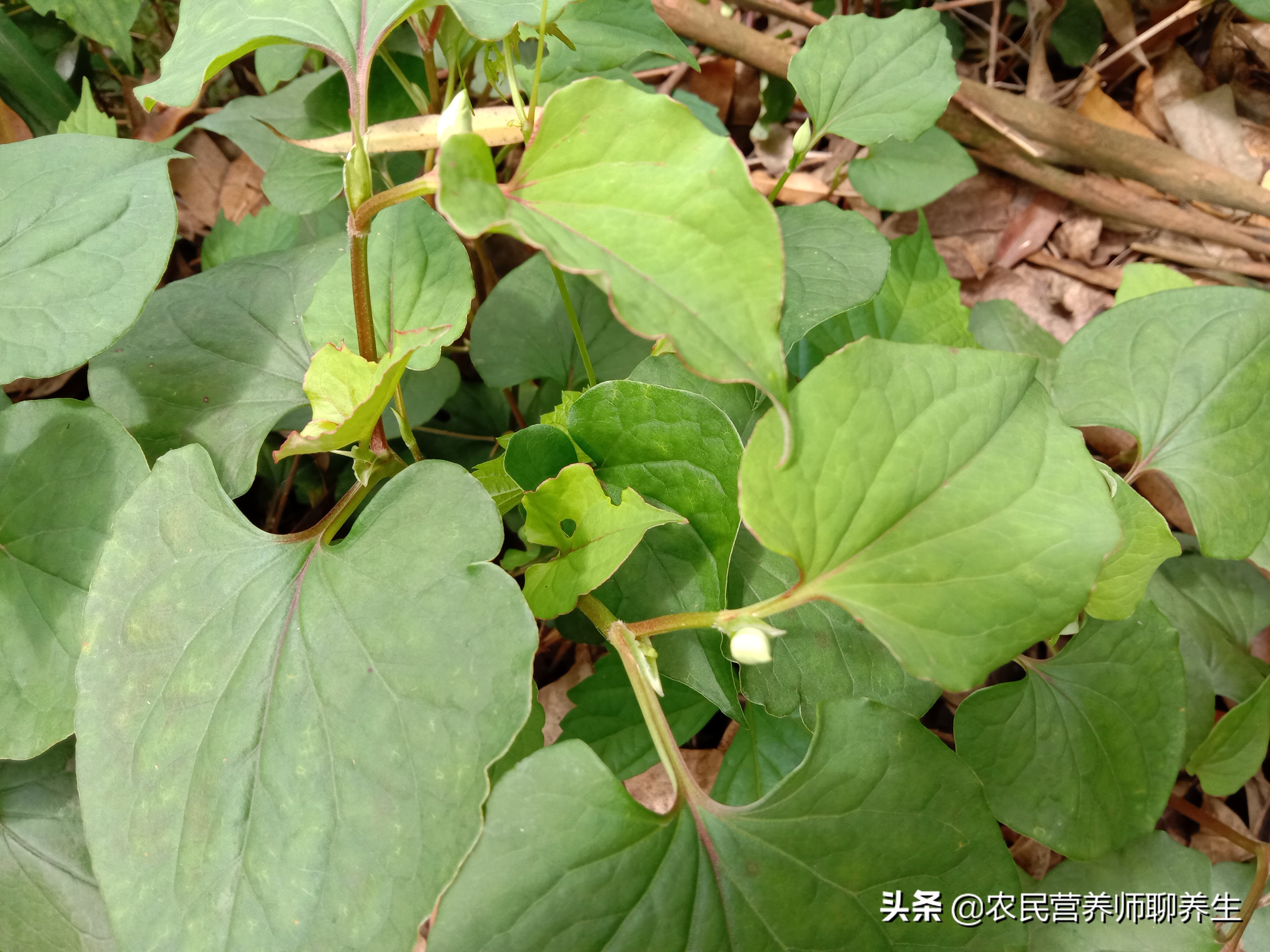 鱼腥草煮水洗澡能治湿疹吗,鱼腥草泡水洗澡可以给婴儿洗吗