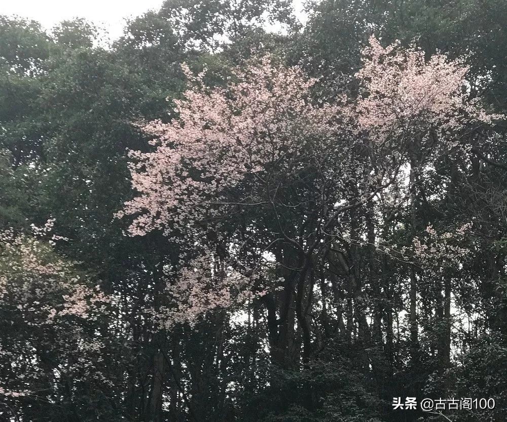 萧绍古道在哪里,萧绍古道古纤道