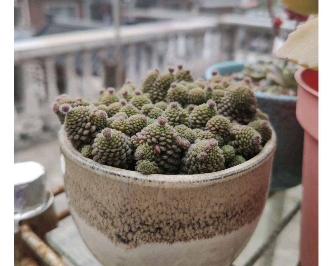 多肉爱长草怎么办,多肉爱火怎么养