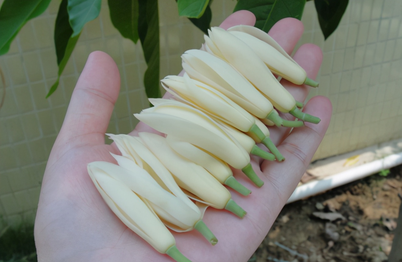 白兰花开花不香是什么原因,白兰花开得不香怎么回事