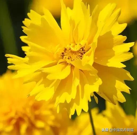 100种鲜花的花语樱花,100种不同花的花语