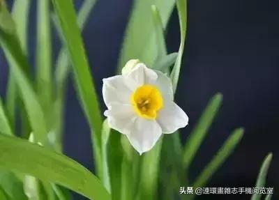 各种花的花语文案,花的花语100种