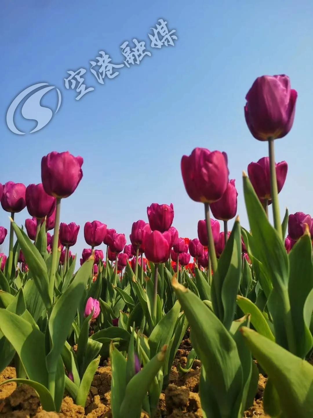 空港花田今天收门票吗,空港花田19.9门票