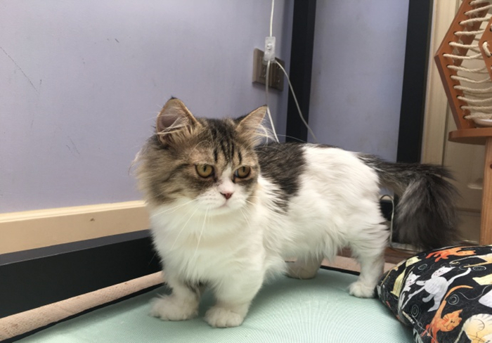 辟谣猫咪真的没有九条命,猫咪喝水喝少了会怎么样