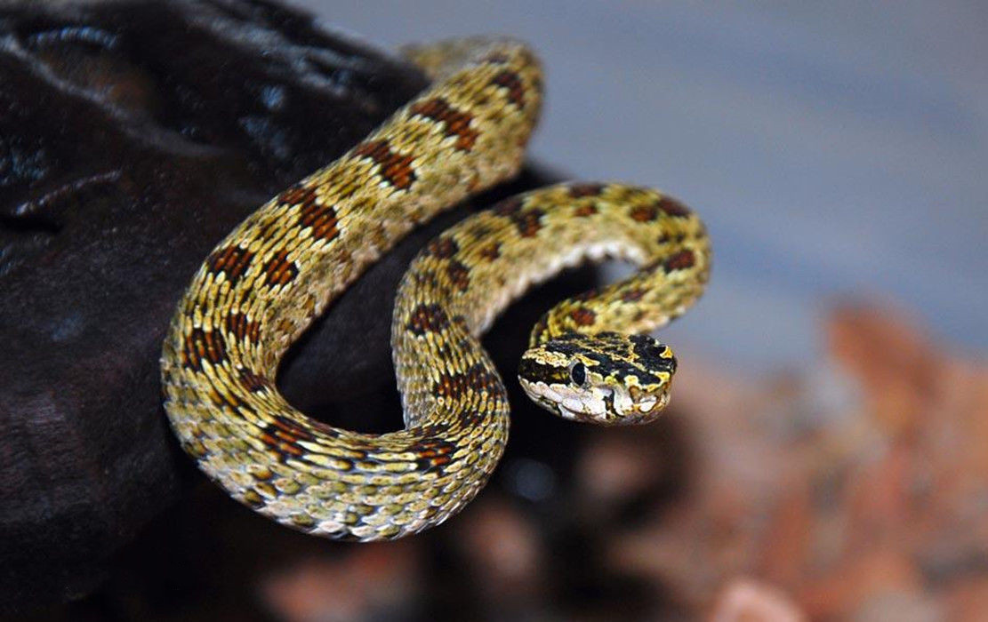 有毒蛇的地方长什么草,有毒蛇和无毒蛇咬的伤口区别