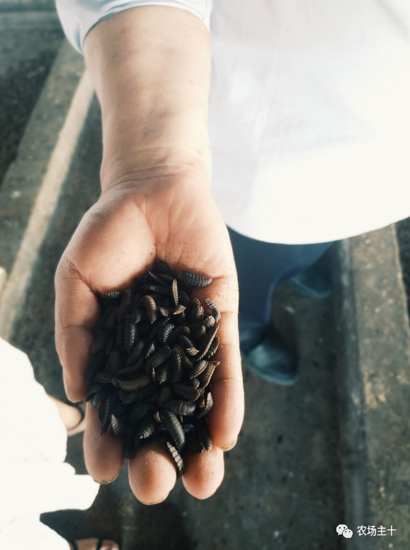 从沿街乞讨到身家亿万，“特养教父”32年的农业路堪称一部传奇史