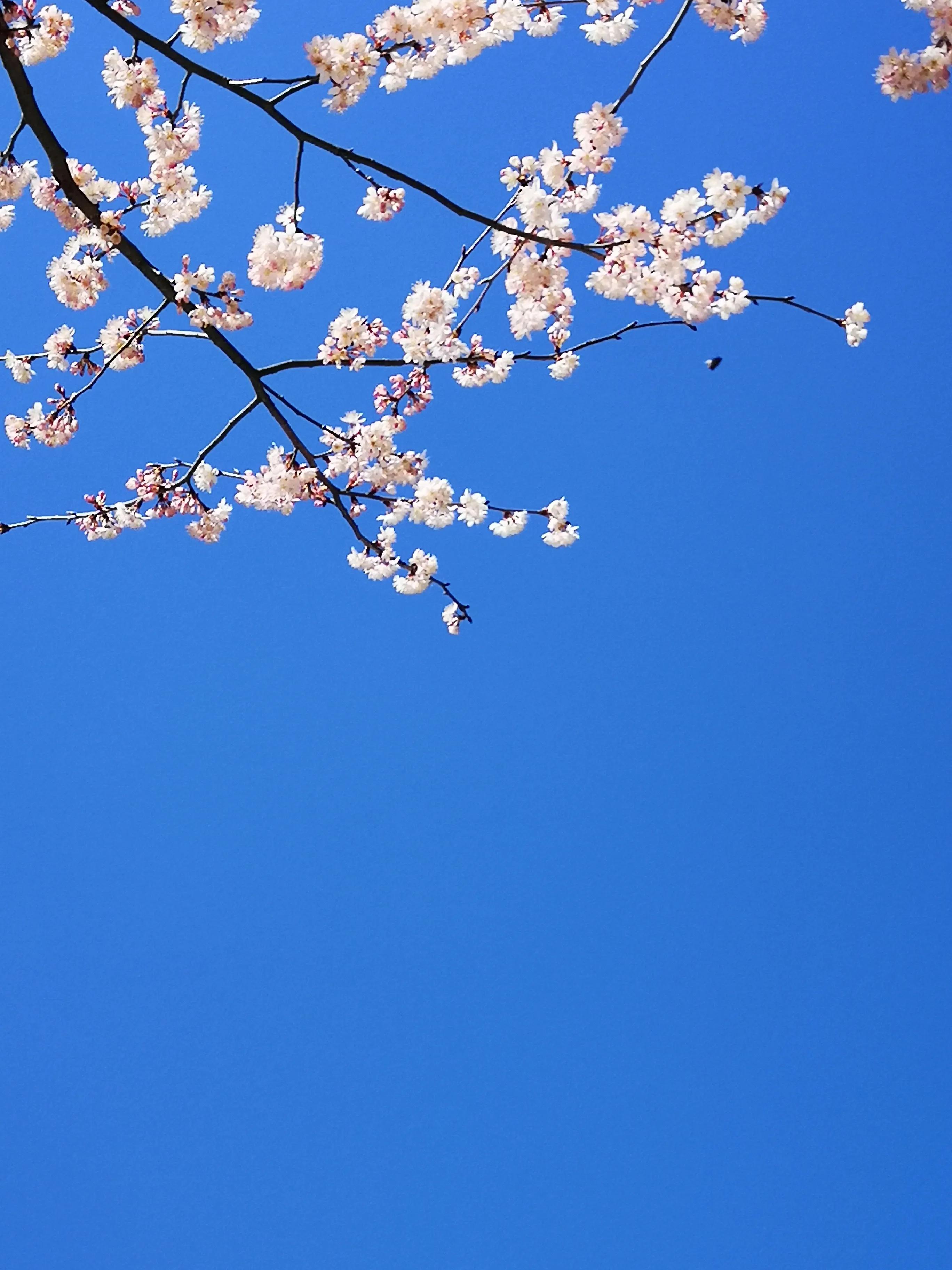 内直而外曲,内直外曲是什么处世之道