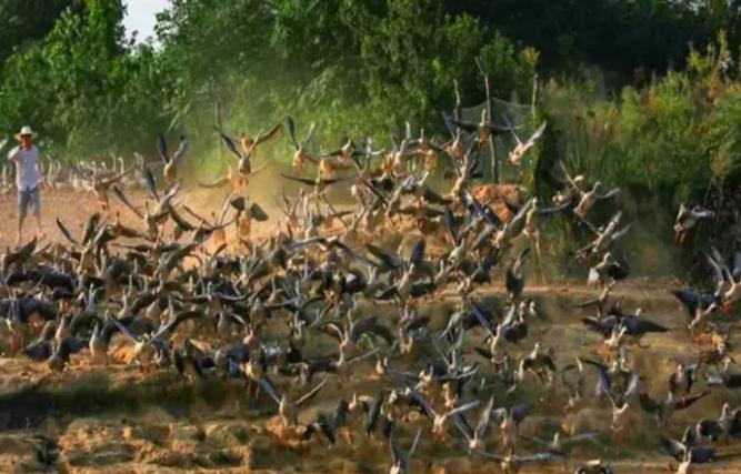 美洲雁养殖方法和注意事项,幼雁怎么养