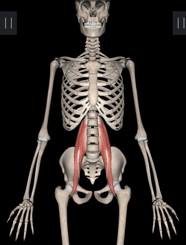 不懂健身动作练到的肌肉,锻炼髂腰肌最有效方法图解