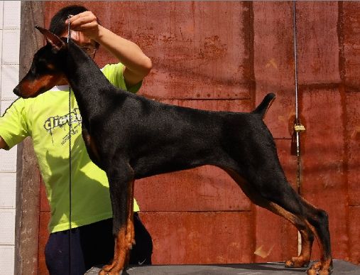 杜宾幼犬如何区分德系还是美系,德系杜宾和美系有什么区别