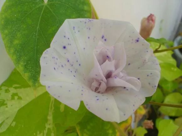 牵牛花到处游,牵牛花随便种