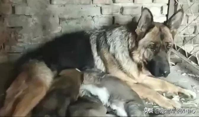 救了一只快要饿死的流浪狗,饥荒一大群猎狗来了怎么办