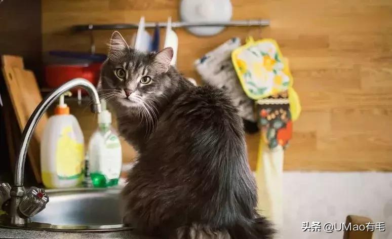 厨房是猫咪的修罗场，随便一项就能重伤