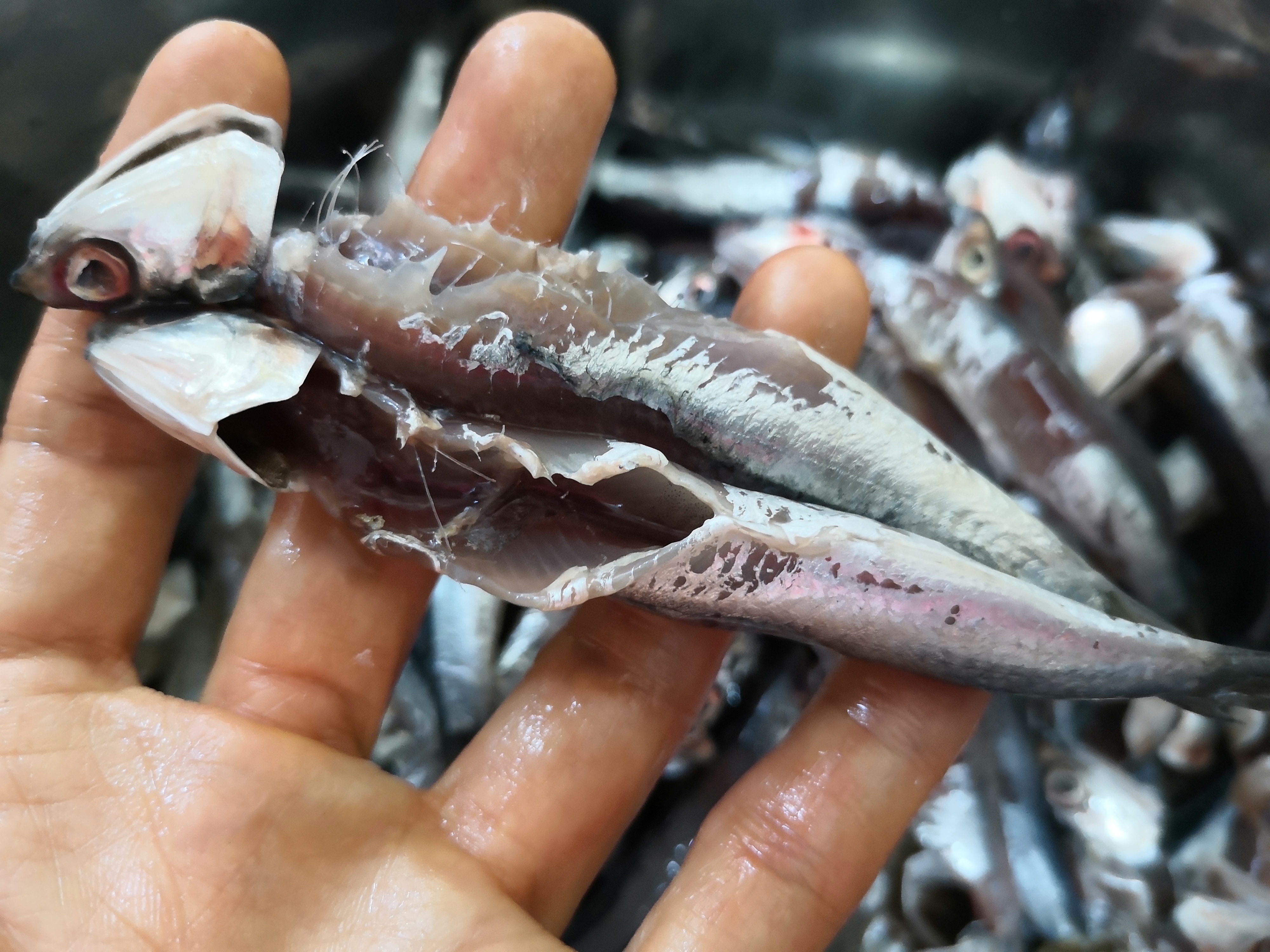 30年前的鱼干怎么做,渔民怎么晒鱼干