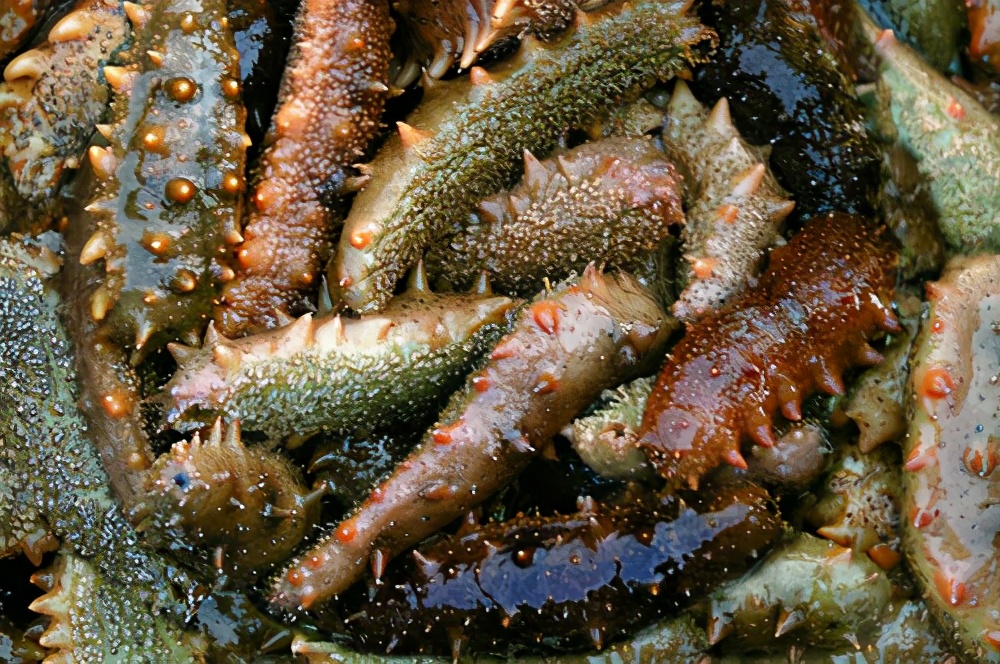 大干海参价格大概多少钱一斤,淡干海参价格多少钱一斤