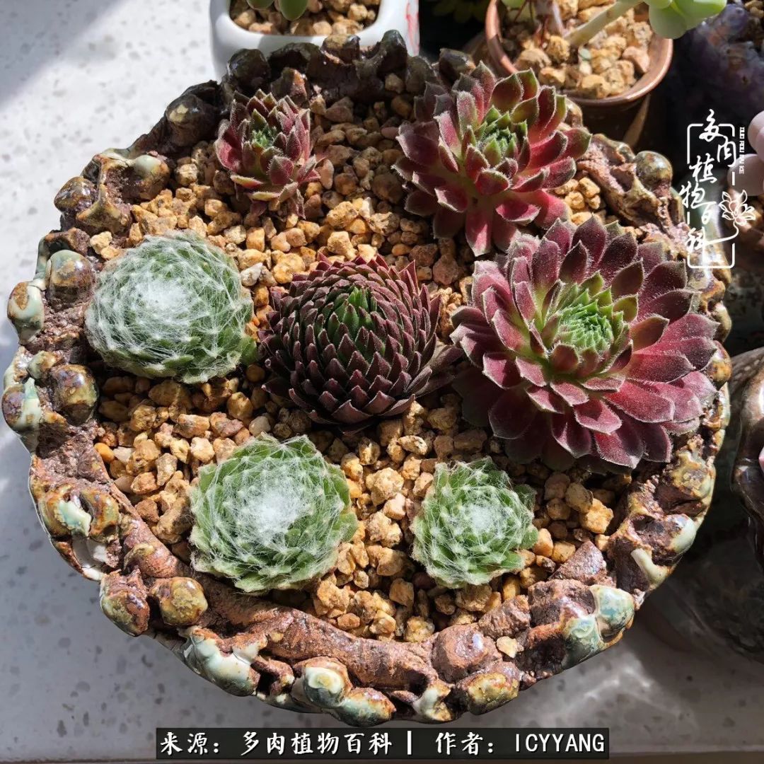 多肉隔着玻璃晒太阳效果好吗,隔着玻璃养的多肉照样长得好