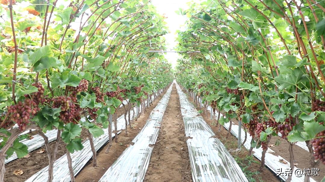 住商中农肥料怎么样,住商肥料助力精品农业