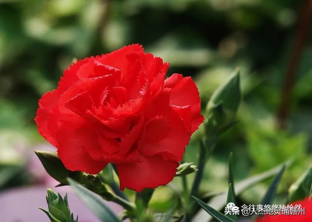 致敬母亲谁言寸草心报得三春晖,谁言三春晖报得寸草心的意思